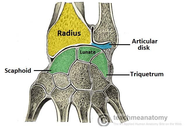 the radioulnar joints teachmeanatomy radioulnar joint