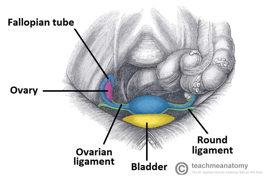 ligaments of the female reproductive tract teachmeanatomy