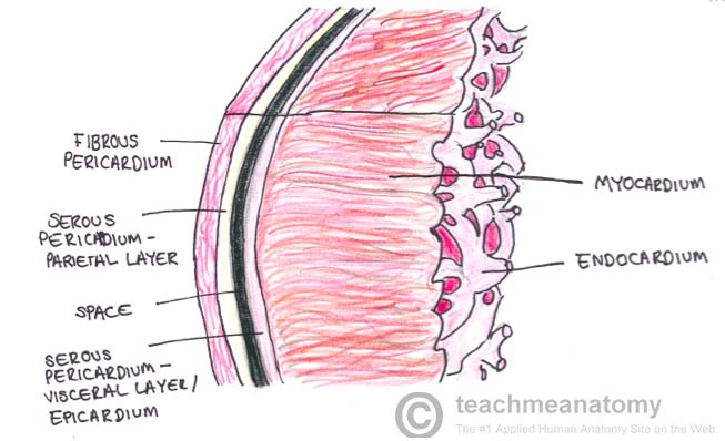 the heart wall teachmeanatomy