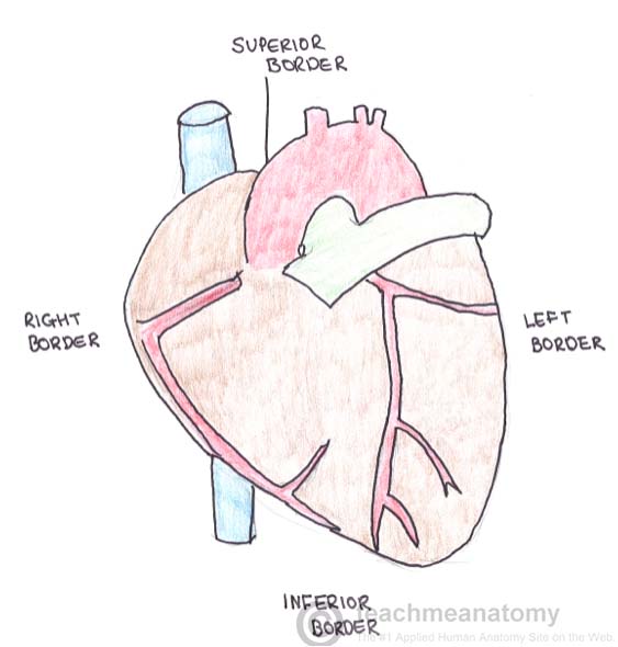Surface Anatomy of the Heart TeachMeAnatomy