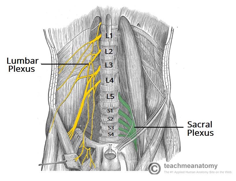 The Lumbar Plexus Spinal Nerves Branches TeachMeAnatomy The Lumbar Plexus Spinal Nerves Branches TeachMeAnatomy