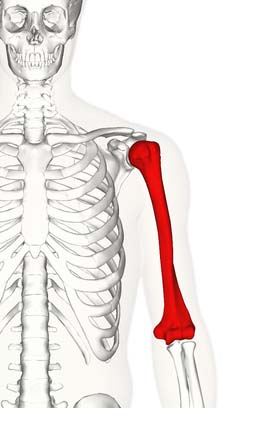 the humerus proximal shaft distal teachmeanatomy