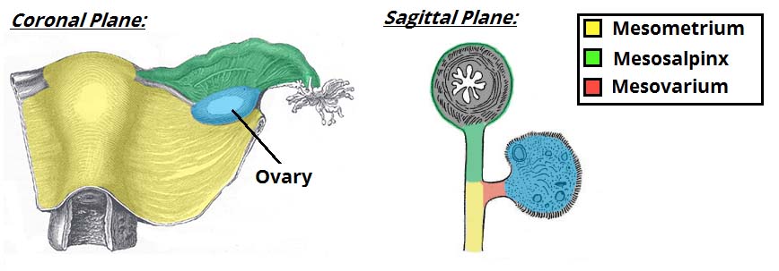 ligaments of the female reproductive tract teachmeanatomy