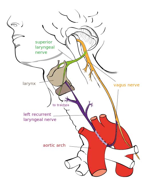 the vagus nerve cn x course functions teachmeanatomy