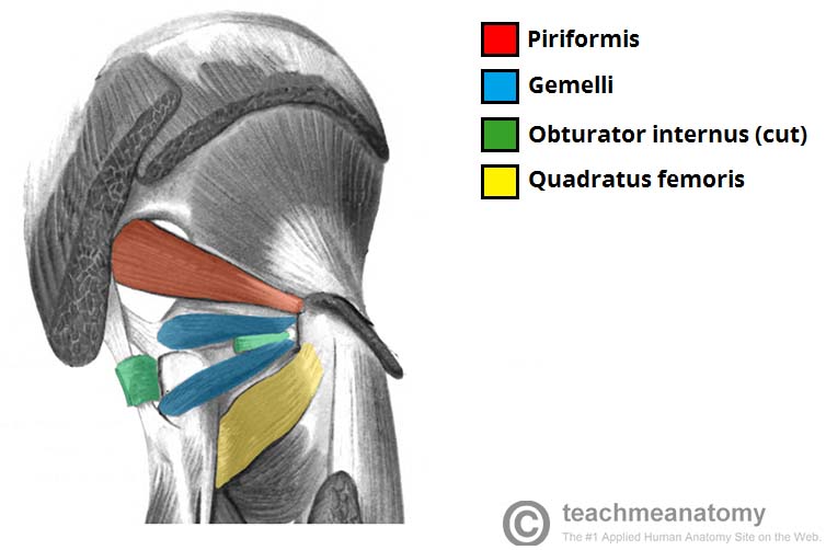 Muscles of the Gluteal Region - Superficial - Deep ... diagram for lft 