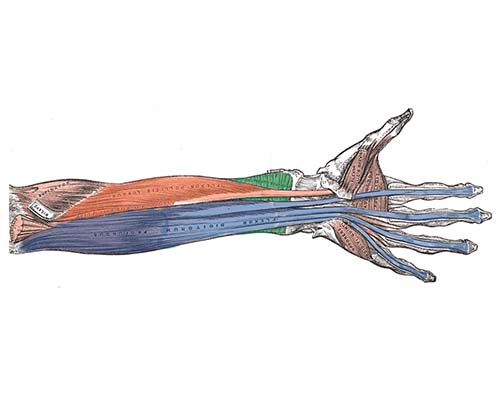 Muscles of the Anterior Forearm - Flexion - Pronation - TeachMeAnatomy