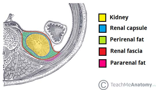 The Kidneys - Position - Structure - Vasculature - TeachMeAnatomy