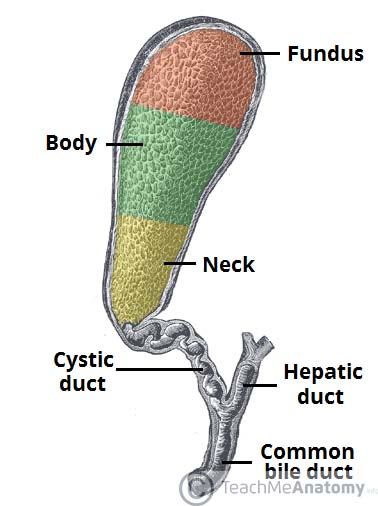 the gallbladder biliary tree gallstones teachmeanatomy