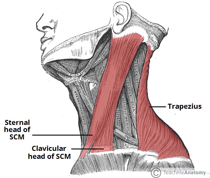 The Accessory Nerve (CN XI) Course Motor TeachMeAnatomy