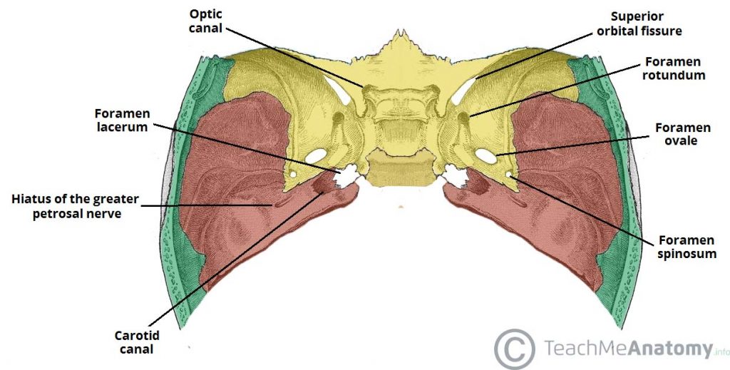 Middle Cranial Fossa Boundaries Contents TeachMeAnatomy