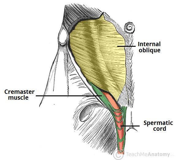 The Spermatic Cord Course Fascia Contents TeachMeAnatomy