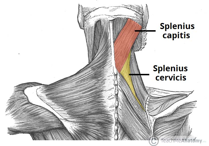 The Intrinsic Back Muscles Attachments Actions TeachMeAnatomy