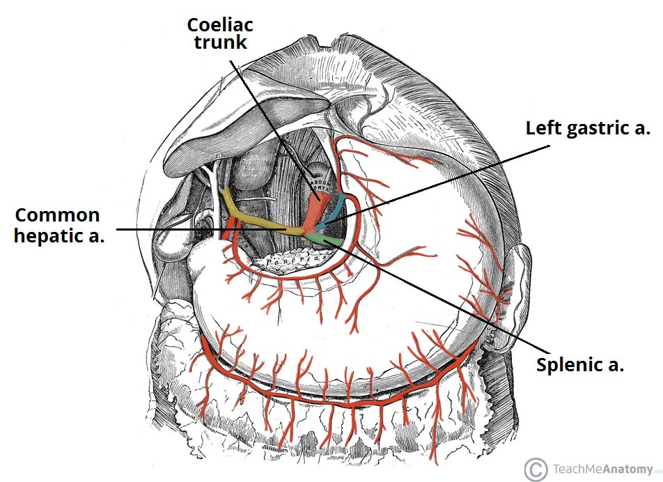 The Coeliac Trunk Branches Anastomoses TeachMeAnatomy