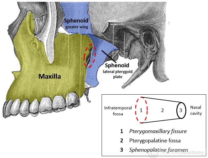 Pterygomaxillary Fissure And Pterygopalatine Fossa 500x221 Pterygomaxillary Fissure And Pterygopalatine Fossa 500x221