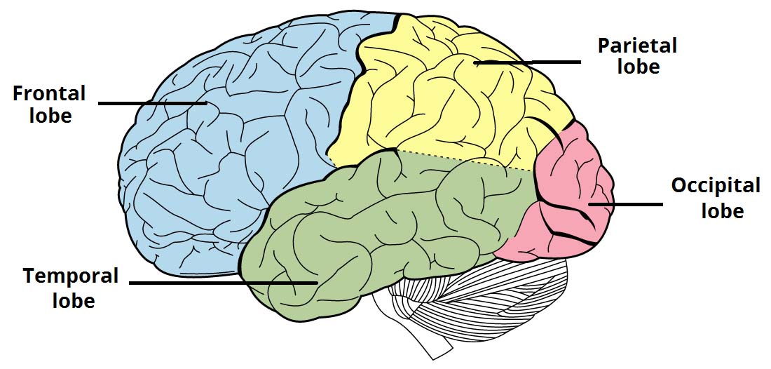 The Cerebrum Lobes Vasculature TeachMeAnatomy
