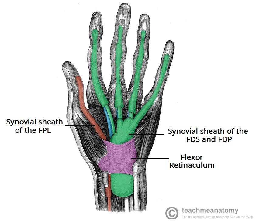 structures of the hand