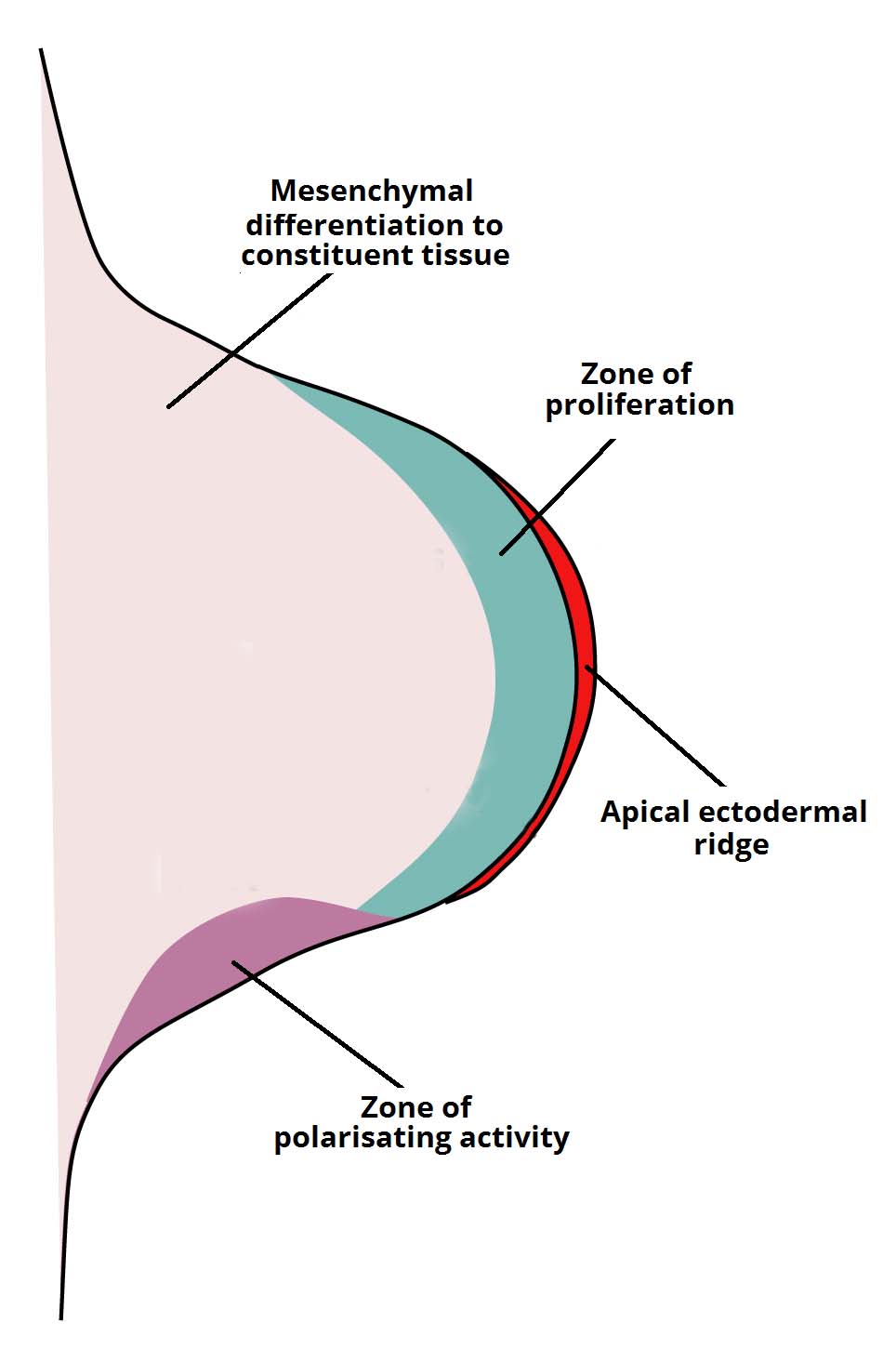 development of the limbs formation of limb buds formation of