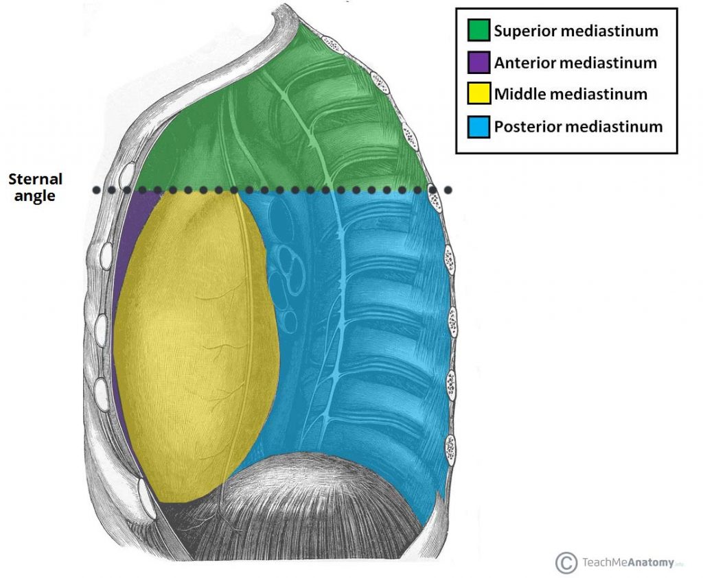 The Superior Mediastinum Borders Contents TeachMeAnatomy