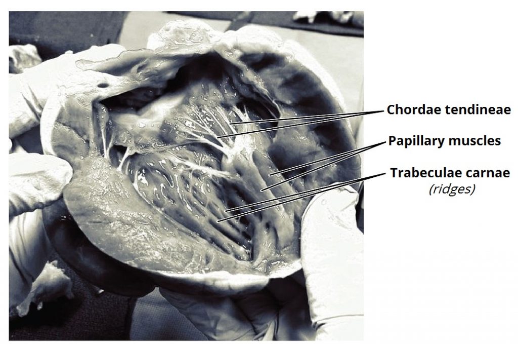 Chambers of the Heart Atria Ventricles TeachMeAnatomy