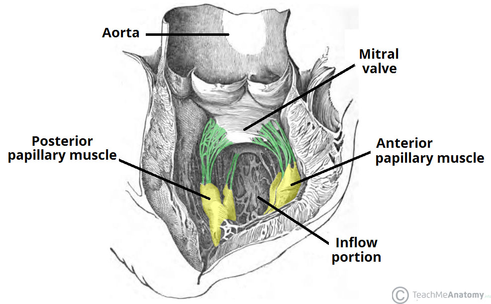Chambers of the Heart Atria Ventricles TeachMeAnatomy
