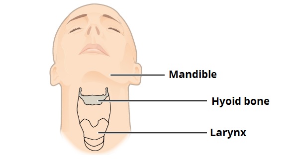 The Hyoid Bone - Structure - Attachments - TeachMeAnatomy