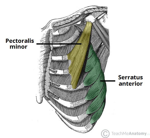 muscles of the pectoral region major minor teachmeanatomy