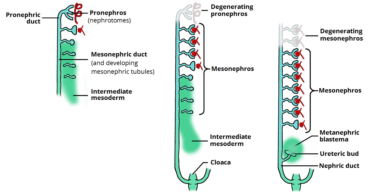 Development of the Urinary System Kidney Bladder TeachMeAnatomy