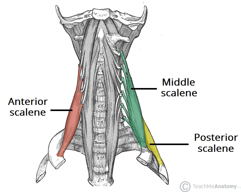 The Scalene Muscles Attachments Action Innervation TeachMeAnatomy