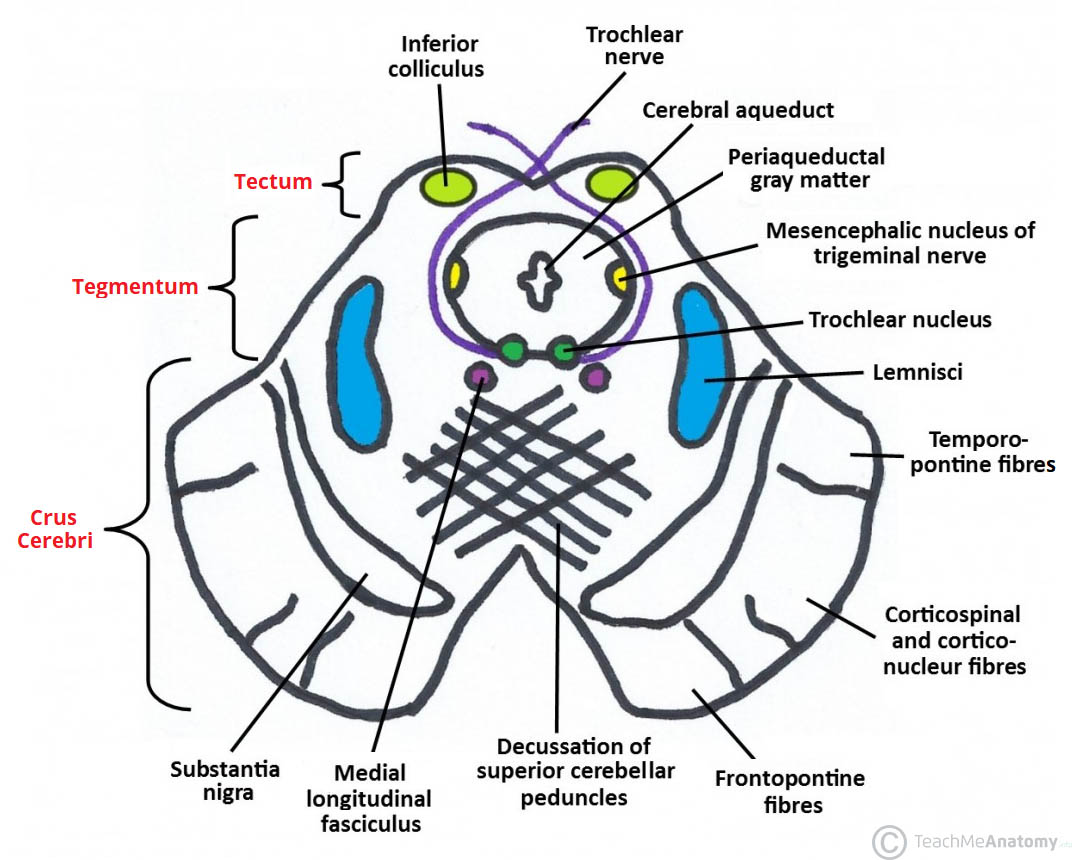 The Midbrain Colliculi Peduncles TeachMeAnatomy The Midbrain Colliculi Peduncles TeachMeAnatomy