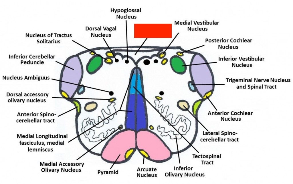 The Medulla Oblongata - Internal Structure - Vasculature - TeachMeAnatomy