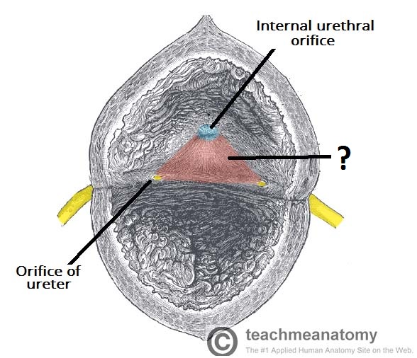 The Urinary Bladder Structure Function Nerves TeachMeAnatomy