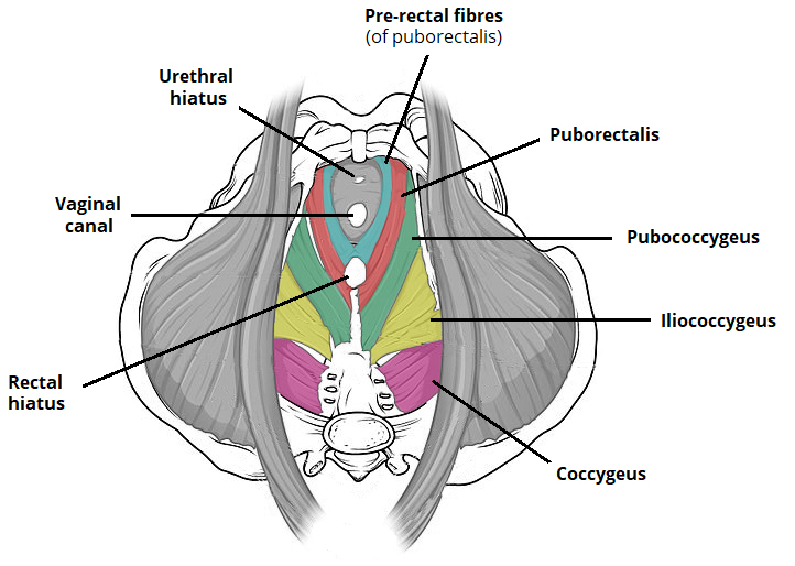 The Pelvic Floor Structure Function Muscles TeachMeAnatomy