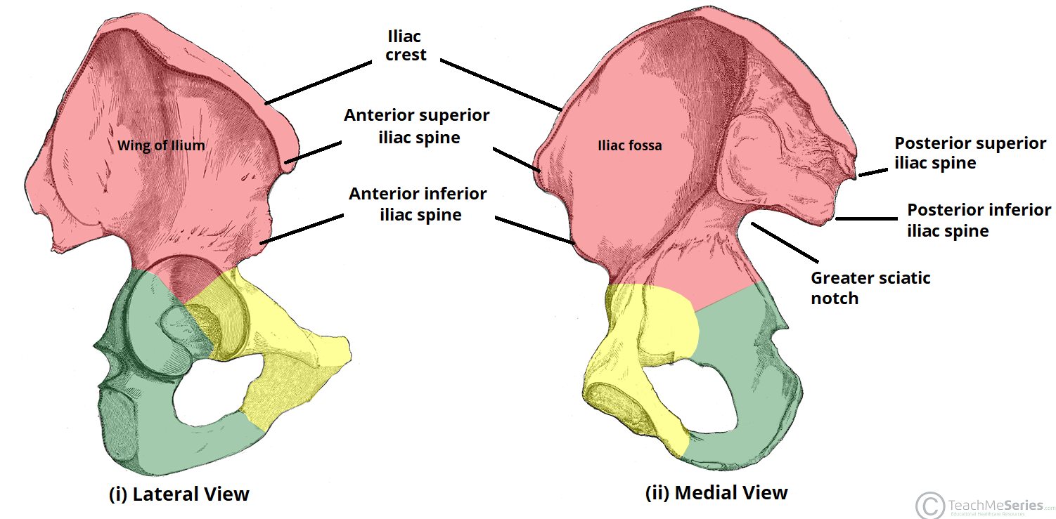 The Hip Bone Ilium Ischium Pubis TeachMeAnatomy