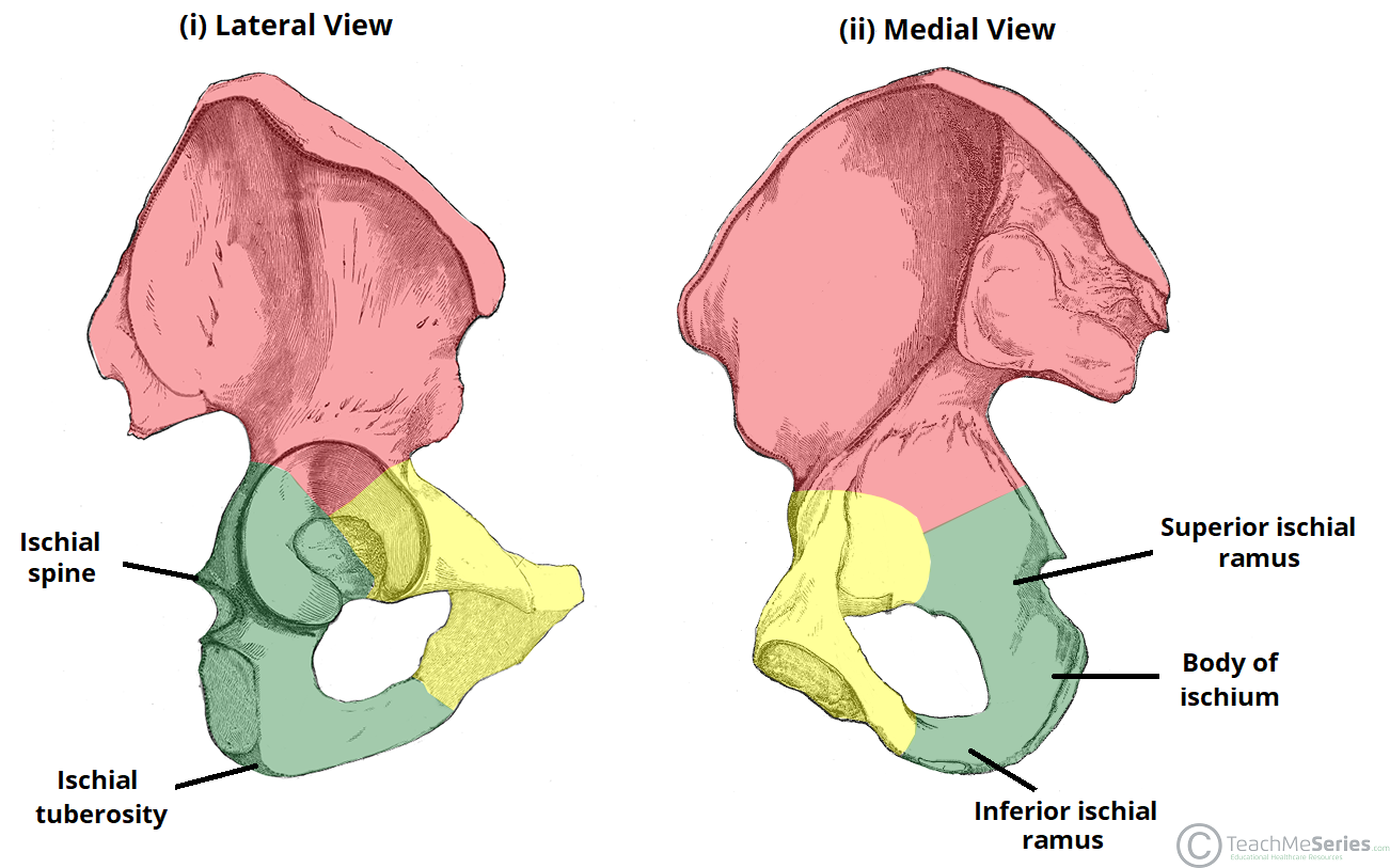 The Hip Bone Ilium Ischium Pubis TeachMeAnatomy