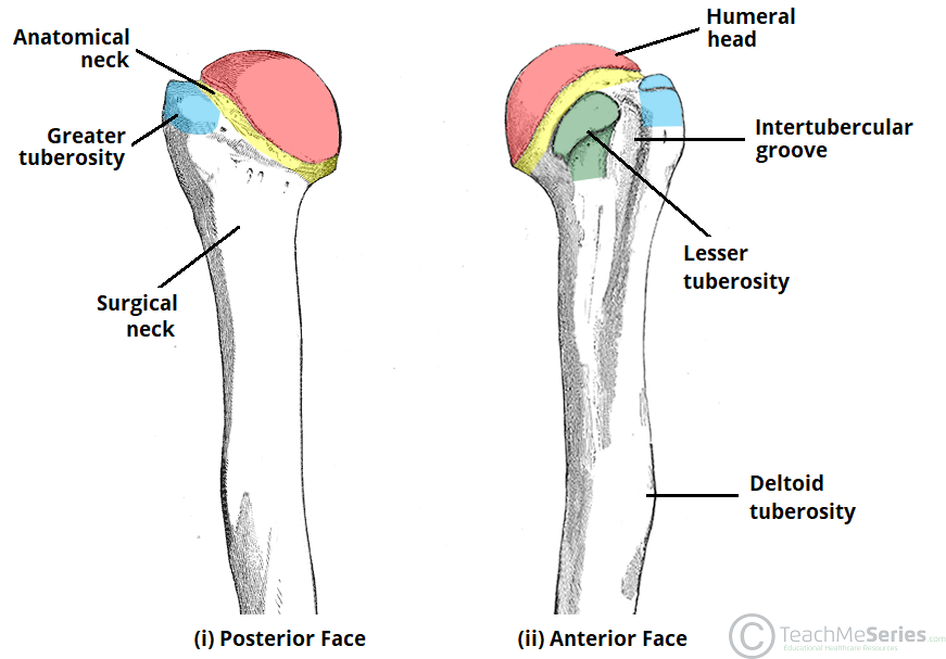 the humerus proximal shaft distal teachmeanatomy