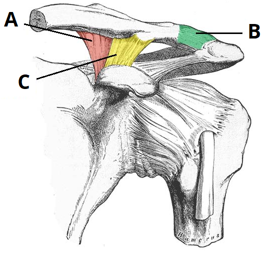 The Acromioclavicular Joint Structure Movement TeachMeAnatomy