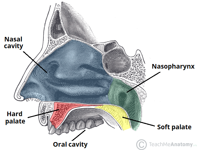 The Palate Hard Palate Soft Palate Uvula TeachMeAnatomy The Palate Hard Palate Soft Palate Uvula TeachMeAnatomy