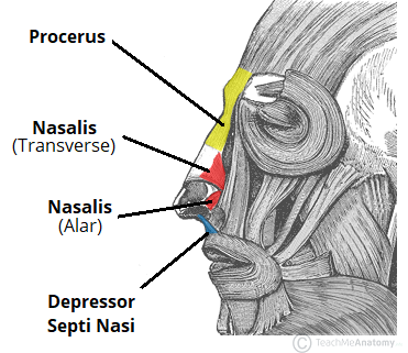 the muscles of facial expression orbital group nasal group muscles of facial expression