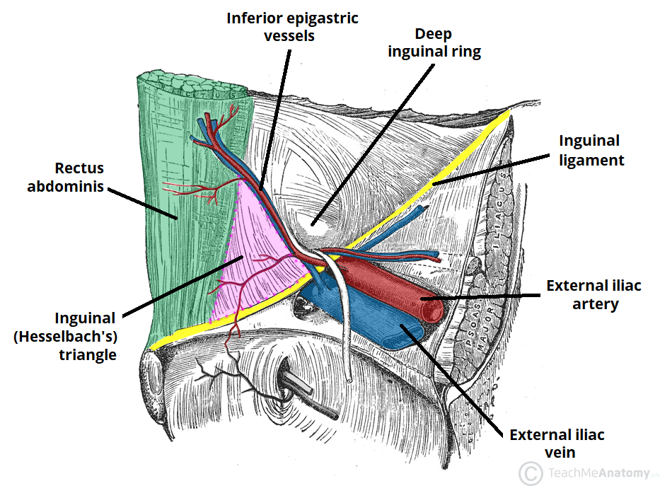 Shelving Edge Inguinal Ligament At Ruby Dougharty Blog