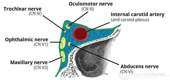 What I Learned Today Cavernous Sinus