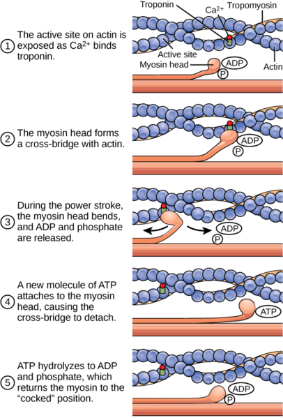 ultrastructure of muscle skeletal sliding filament teachmeanatomy skeletal muscle contraction