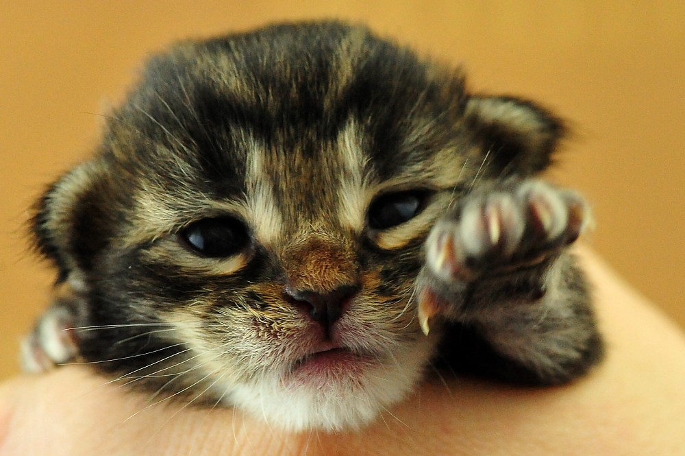 kitten held in hand