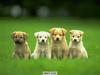 Regular dogs
