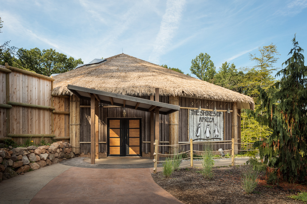 Turtle Back Zoo Penguin Tenji Aquarium Design + Build