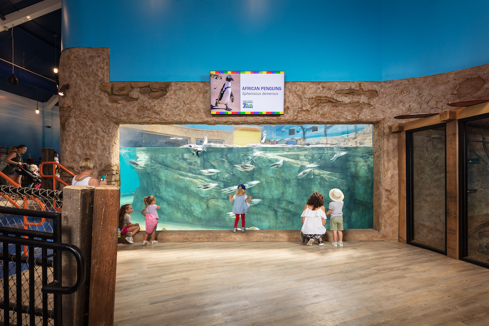 Turtle Back Zoo Penguin Tenji Aquarium Design + Build