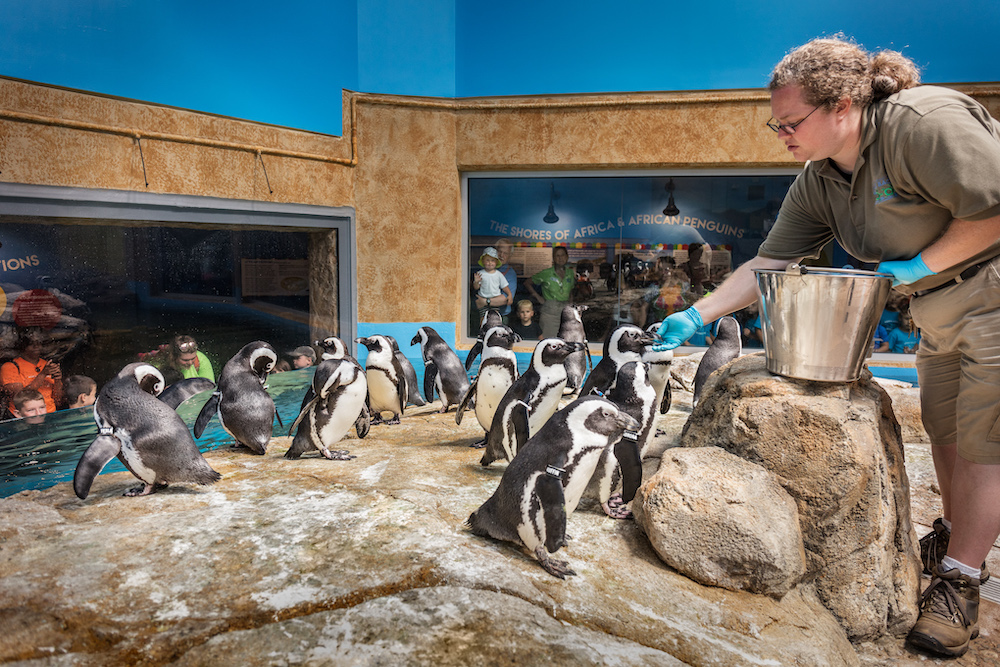 The Turtle Back Zoo: Penguin Exhibit - Tenji Aquarium Design + Build