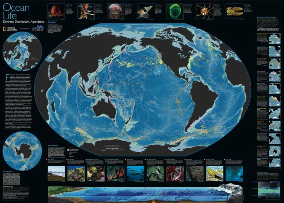 Ocean Diversity
