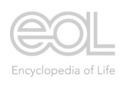Encyclopedia of Life