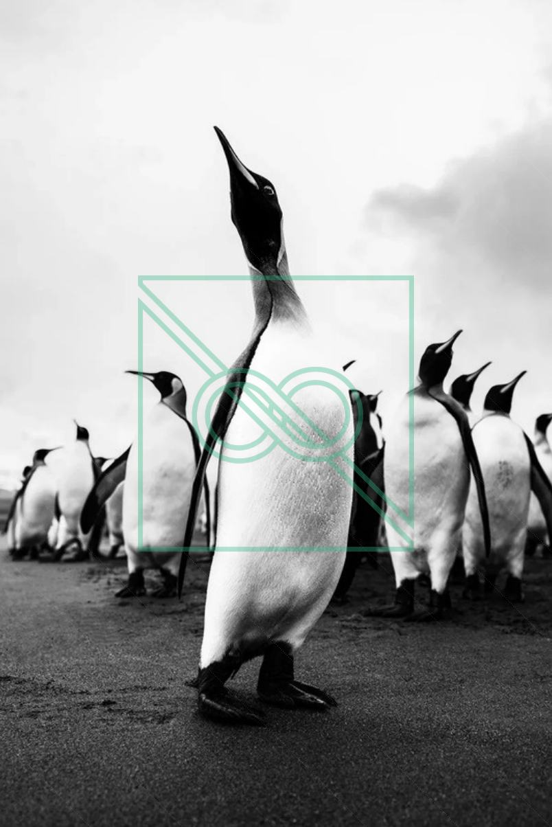 Kings by Artem Shestakov — museum-quality, limited edition prints (AP 1/3)
