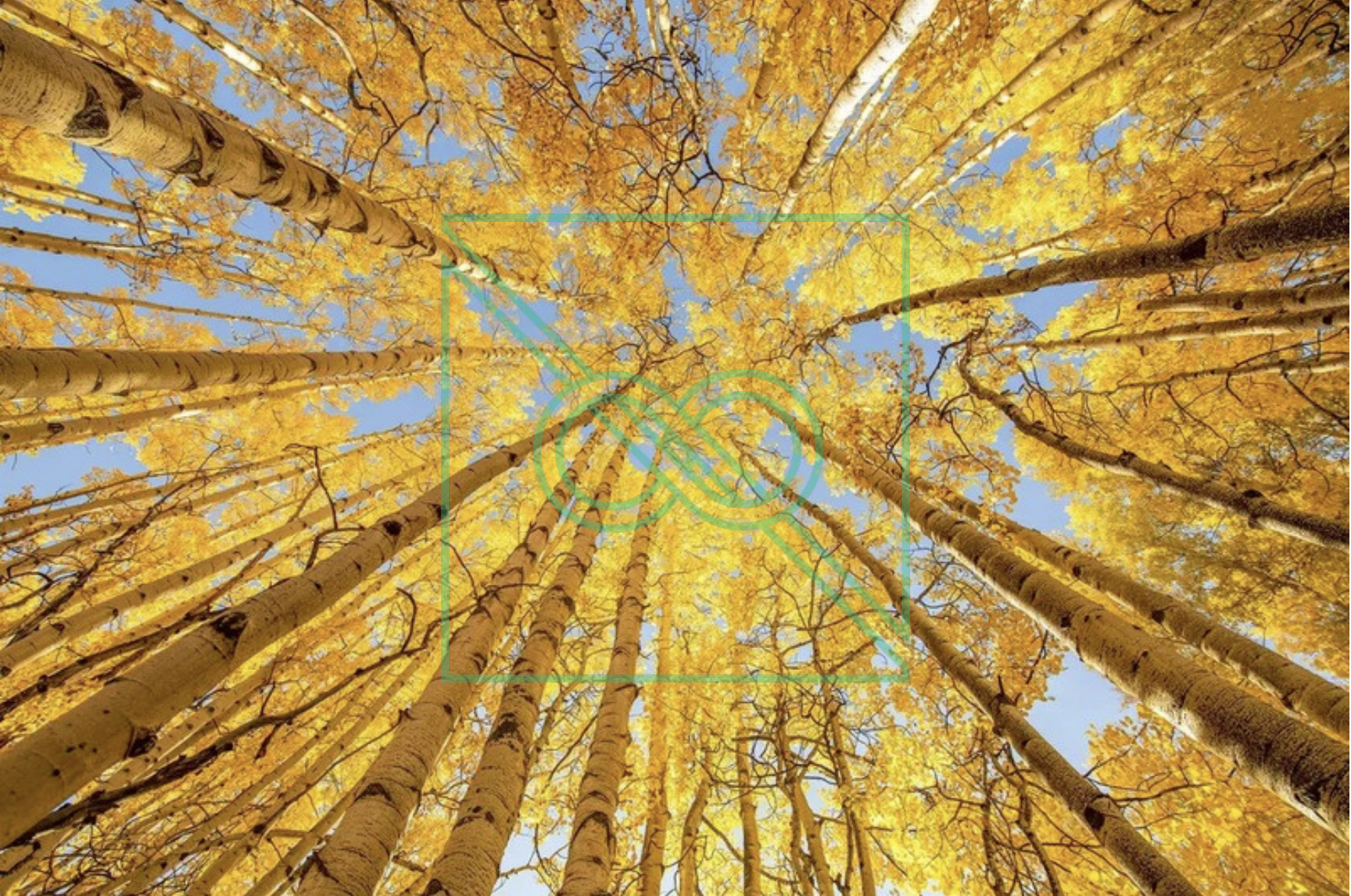 Aspen Trees by Artem Shestakov — museum-quality, limited edition prints (AP 1/3)